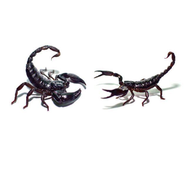 Scary Insect Tattoo For Halloween